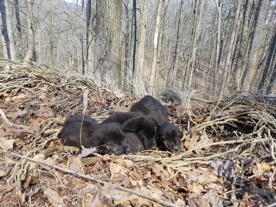 Кто спас зверей от страшного. Животное странное в лесу в Чечне. Шум в лесу.