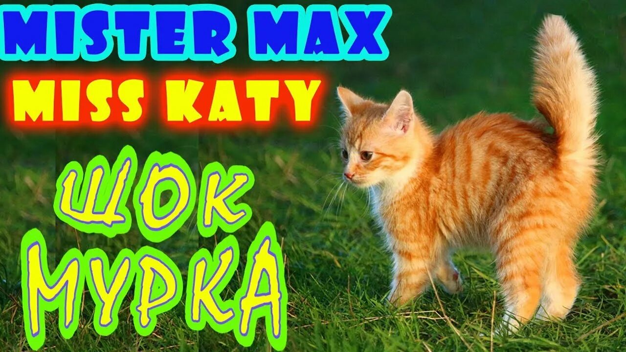 Мурка Мисс Кэти. Кошка Мурка Мисс Кэти. Мурка Мистер Макс. Мисс Кэти и Мистер Макс Мурка. Max misses