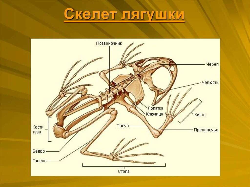 Туловищный отдел скелета. Строение скелета земноводных 7 класс биология. Земноводные строение скелета 7 класс биология. Строение скелета лягушки. Земноводных строение отделов скелета.