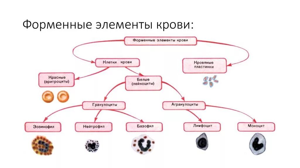 Перечислите элементы крови. Классификация клеточных элементов крови. Схема состав крови форменные элементы. Схема строения форменных элементов крови. Схема классификации форменных элементов крови.