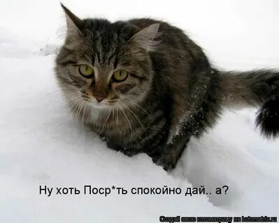 Пойдем домой сайт