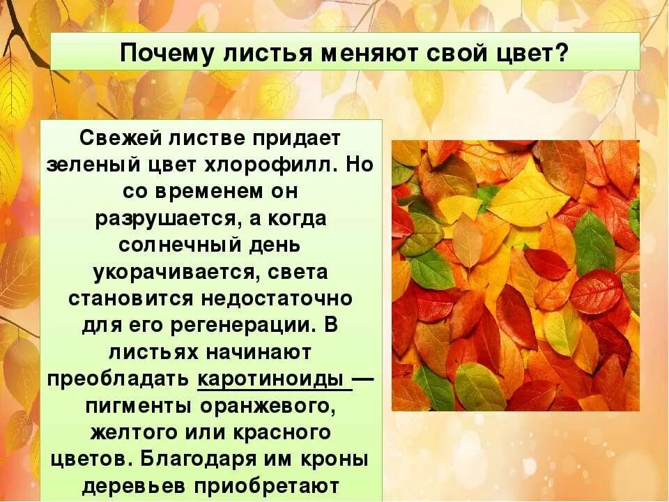 Действие происходит осенью. Почему листья меняют цвет осенью. Осенняя окраска листьев. Почему листья меняют свой цвет. Изменение окраски листьев осенью.