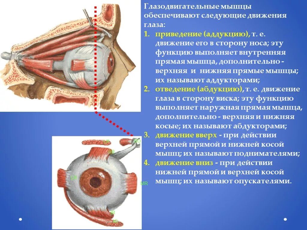 Анатомия глазодвигательных мышц глаза. Мышцы глаза анатомия иннервация. Глазодвигательные мышцы глаза функции. Глазодвигательные мышцы глаза иннервация. Места крепления глазодвигательных мышц