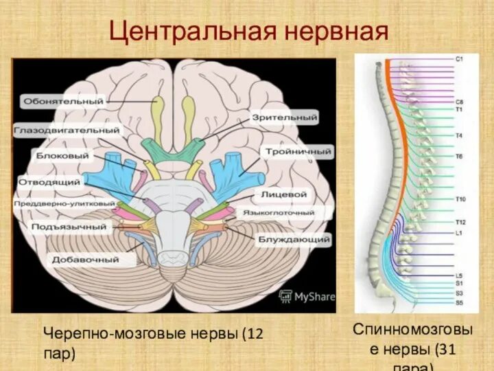 Количество черепных нервов. 12 Пар черепно мозговых нервов ЦНС. Черепные нервы 12. ЧМН 12 пар. 12 Пар ЧМН анатомия.
