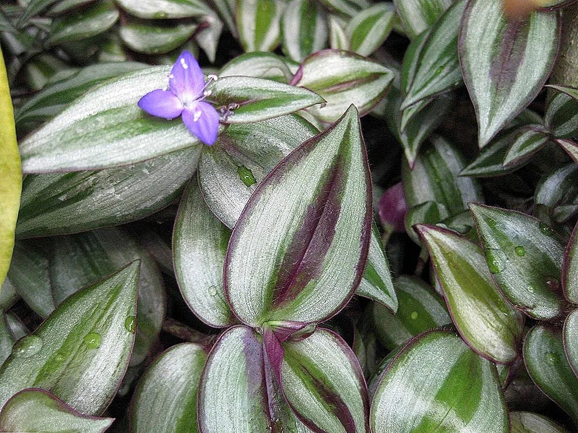 Традесканция класс. Традесканция зебрина. Традесканция Zebrina purpusii. Традесканция зебрина зеленая. Традесканция зебрина цветок.