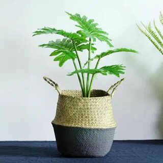 Plant ex