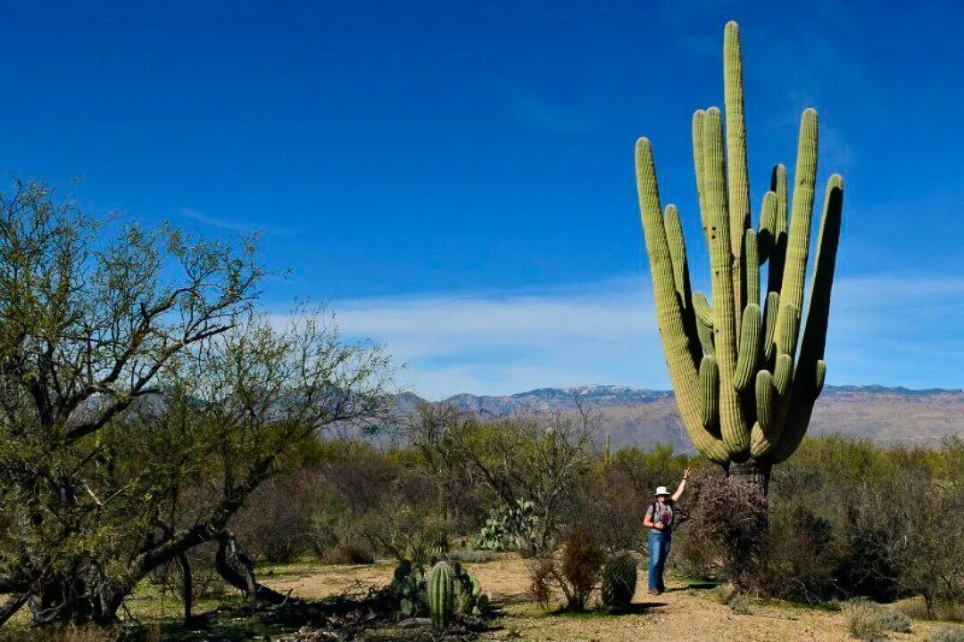 Карнегий. Мексика кактусы Сагуаро. Цереус карнегия. Самый большой Кактус в мире Сагуаро. Кактусы пустыни Сонора.