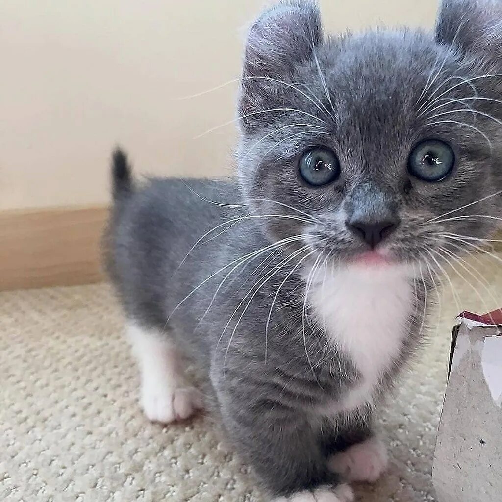 кот с выпученными глазами. кошка похожая на мышь. коты с круглыми ушами. кошка похожая на мышь. порода кошек кинкалоу.