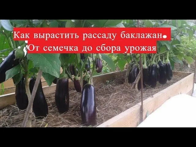 Рассада баклажан. Сажаем баклажаны на рассаду. Посадка баклажан на рассаду. Как сажать баклажаны на рассаду. Правильная посадка баклажан