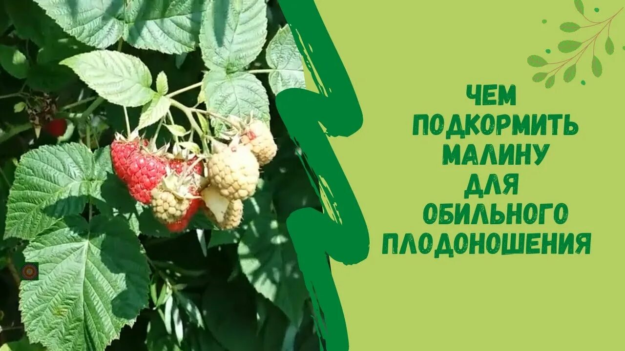 Чем подкормить малину. Чем подкармливать малину для урожая. Чем подкормить малину в период плодоношения для увеличения урожая. Малина чем подкормить перед плодоношением.