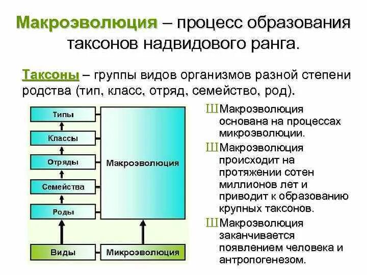 Микроэволюция в каких группах организмов. Процессы макроэволюции. Понятие о микроэволюции и макроэволюции. Макроэволюция презентация. Образование видов микроэволюция Макроэволюция.