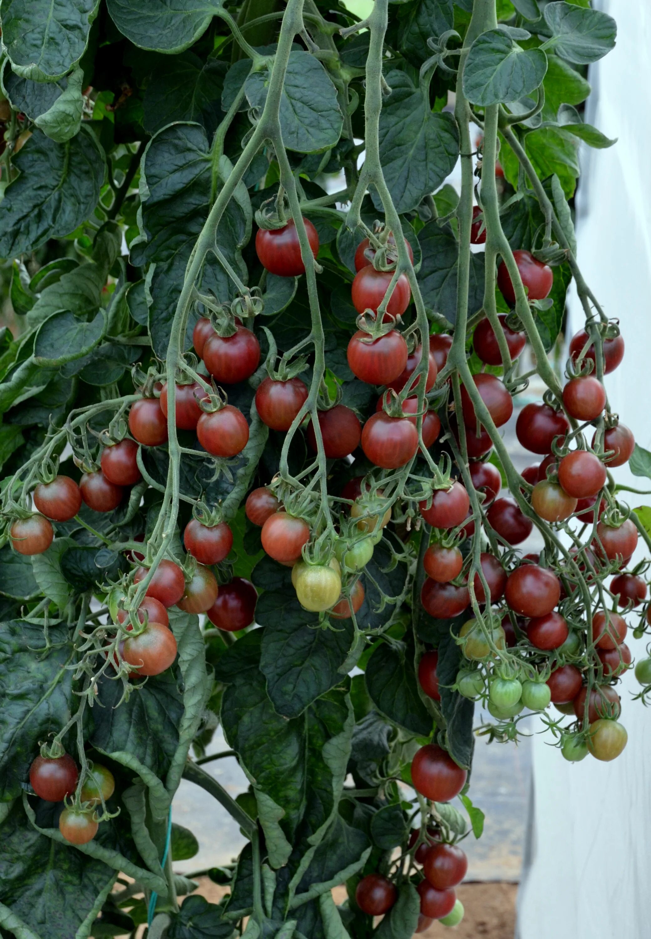 Семена томат блэк черри. Кумкват розовый опал. Кизил билда. Помидоры черный опал. Томат розовый гном.