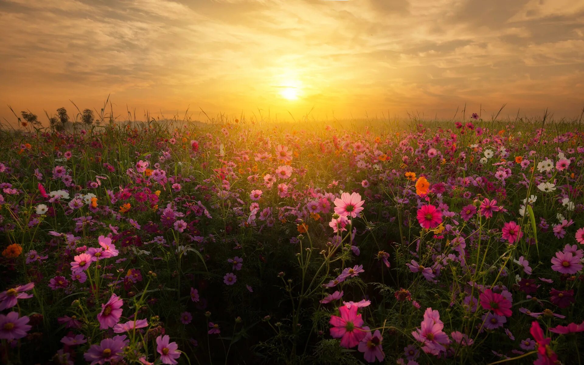 пятницкие луга фото. радуга в поле. рассвет летом. пейзаж. рассвет на лугу.