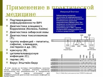 Метод иммунного блоттинга