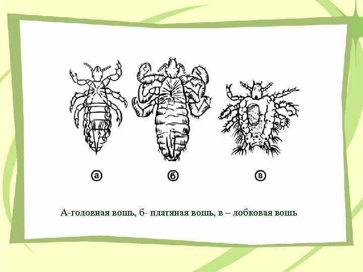 Самка головной вши рисунок. Жизненный цикл головной вши. Платяная вошь цикл развития. Цикл развития головной вши. Вши головные цикл развития схема.