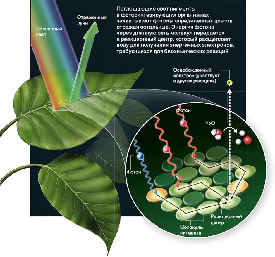 Поглощение света хлорофиллом. Фотосинтезирующие пигменты растений. Хлорофилл в растениях. Поглощение энергии света молекулой хлорофилла.
