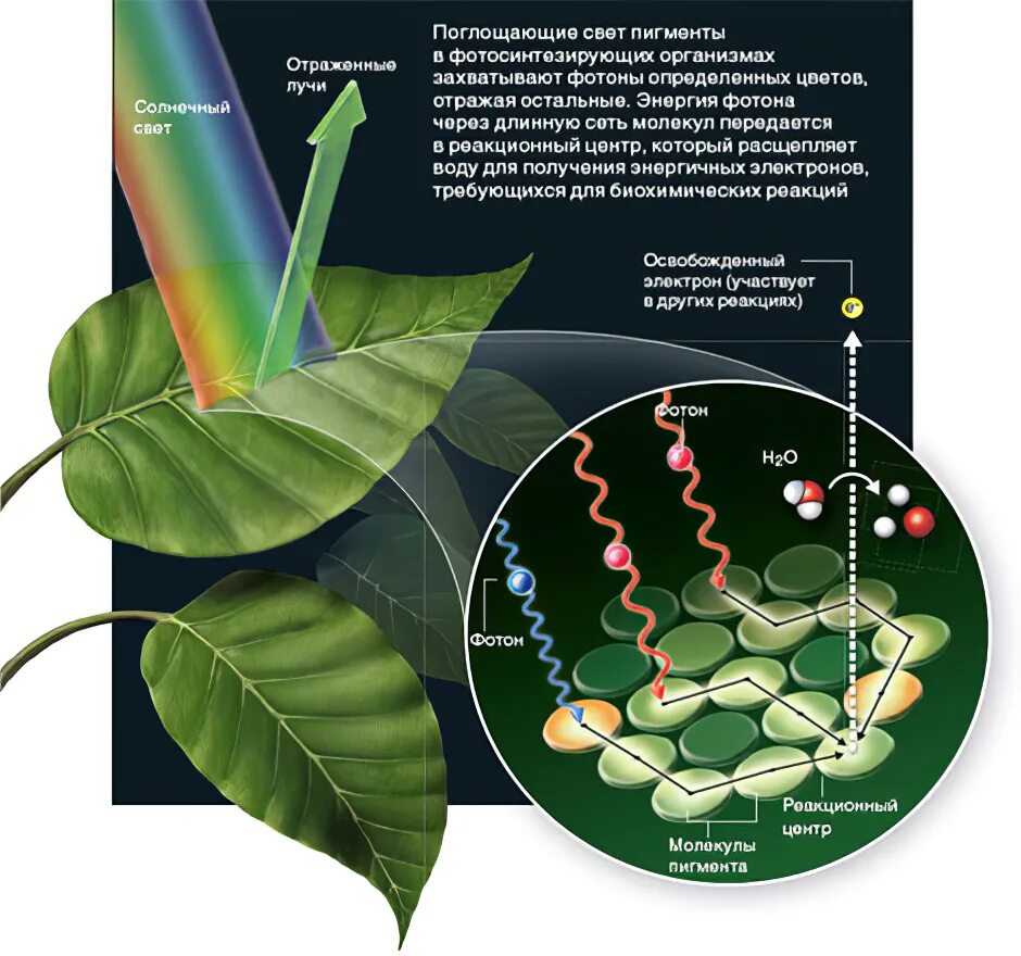 Поглощение света хлорофиллом. Фотосинтезирующие пигменты растений. Хлорофилл в растениях. Поглощение энергии света молекулой хлорофилла. Поглощает лучи света