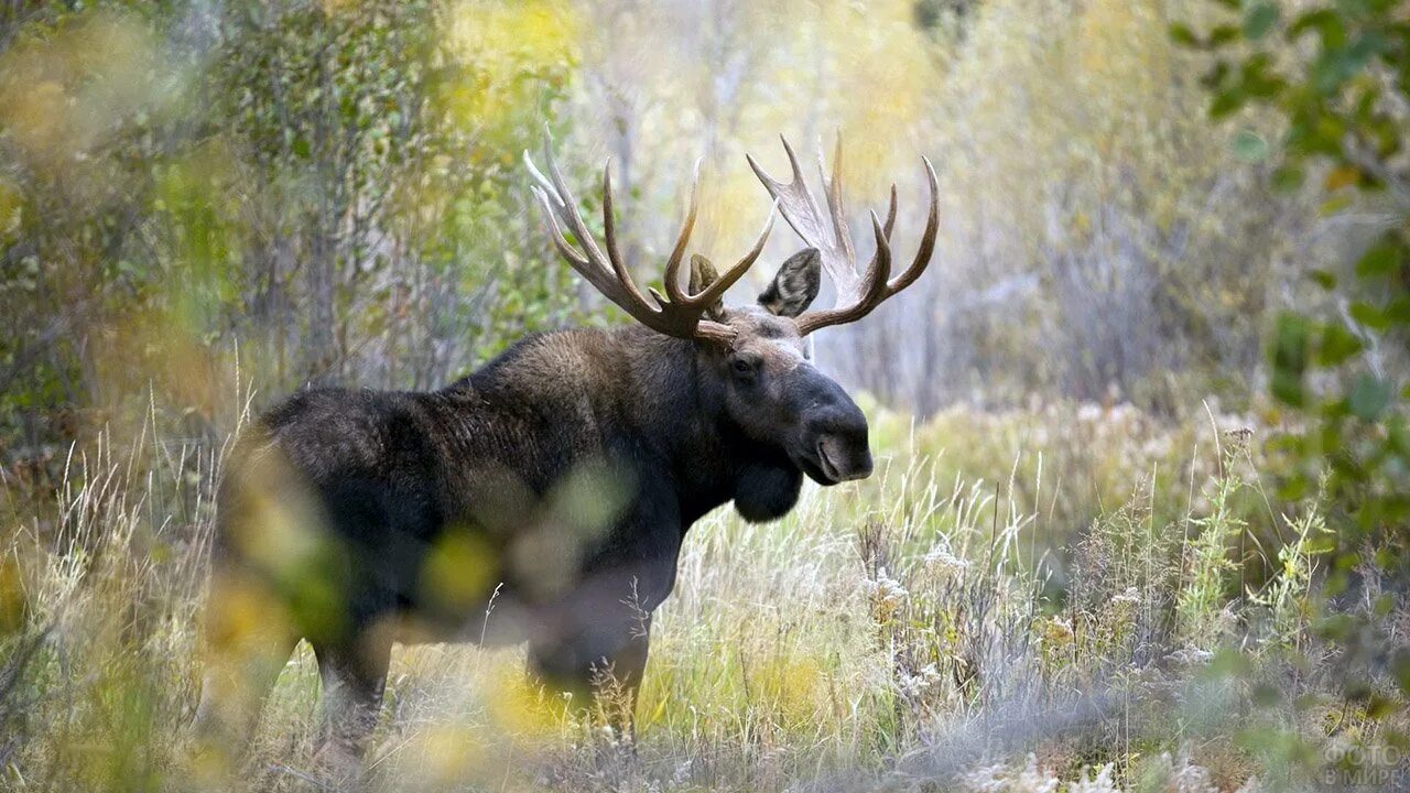 Лось в тайге. Ильменский заповедник лось. Таёжный таёжный лось. Лось в тайге. Лось в тайге.