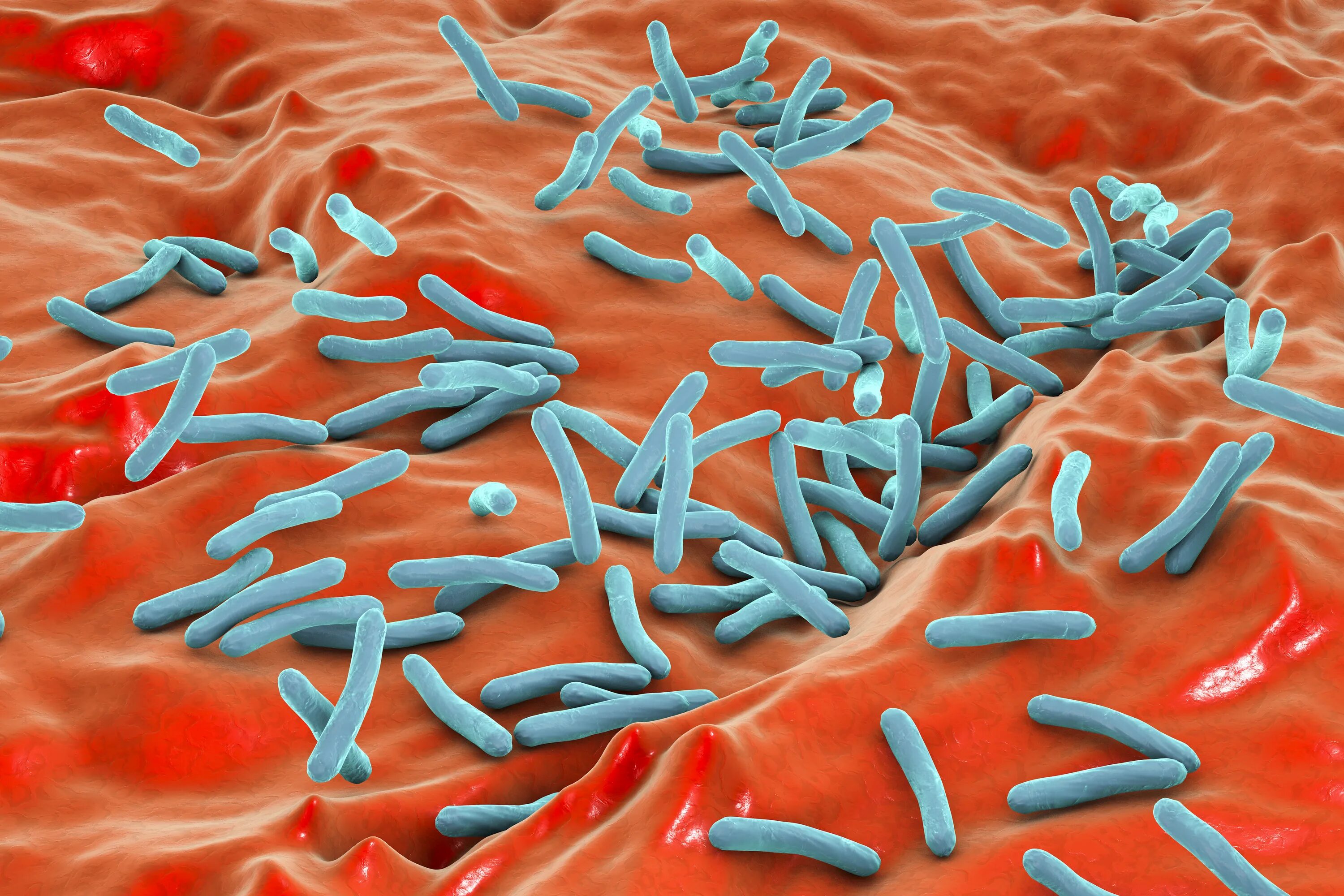 Палочка Коха Mycobacterium tuberculosis. Микобактериум туберкулёзис. Туберкулез бактерия возбудитель. Палочка Коха возбудитель.