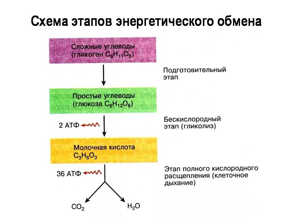 Этапы энергия обмена веществ схема. Охарактеризуйте этапы энергетического обмена.. Реакции организмов биология