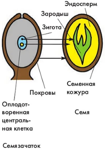 Образование семян покрытосеменных. Зародыш покрытосеменных растений. Семя у цветковых растений образуется из. Зигота зародыш покрытосеменных растений. Из чего образуется семя у цветковых растений.