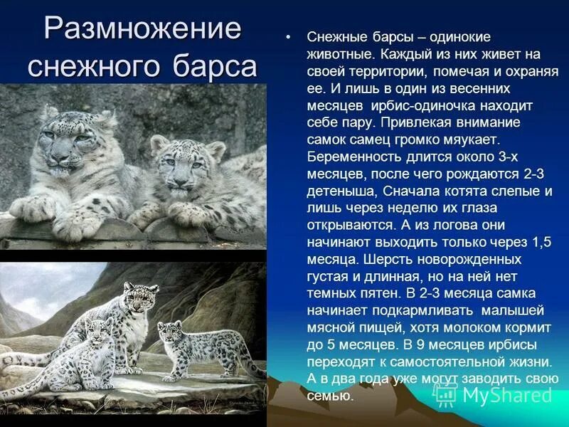 Проект про снежного барса 2 класс Картинки ПРЕЗЕНТАЦИЯ СНЕЖНЫЙ БАРС КРАСНАЯ КНИГА