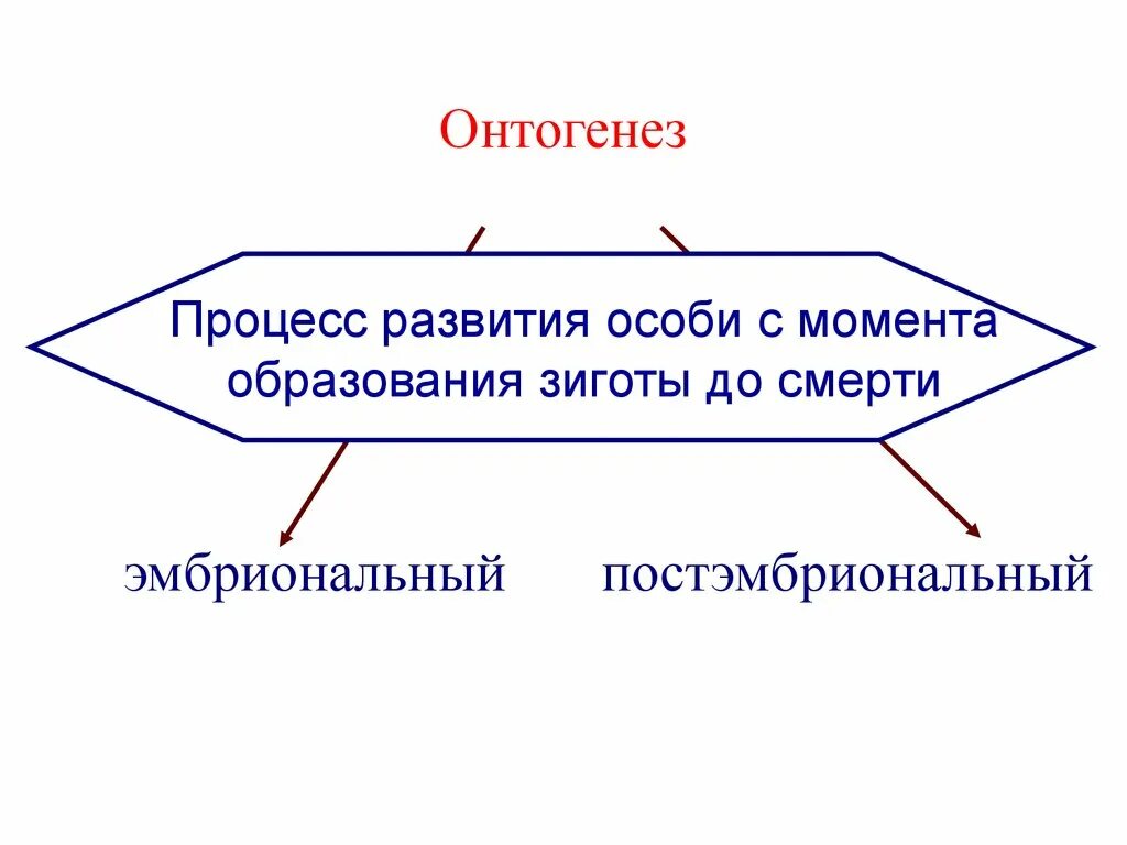 Онтогенез особенности процесса. Развитие воли в онтогенезе. Развитие внимания в онтогенезе кратко.