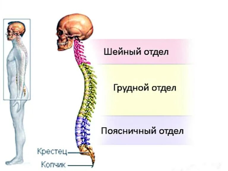 Остеохондроз th5-th8. Шейный остеохондроз симптомы. Грудной остеохондроз. Что такое шейно грудной отдел позвоночника. Симптомы остеохондроза шейного отдела позвоночника.
