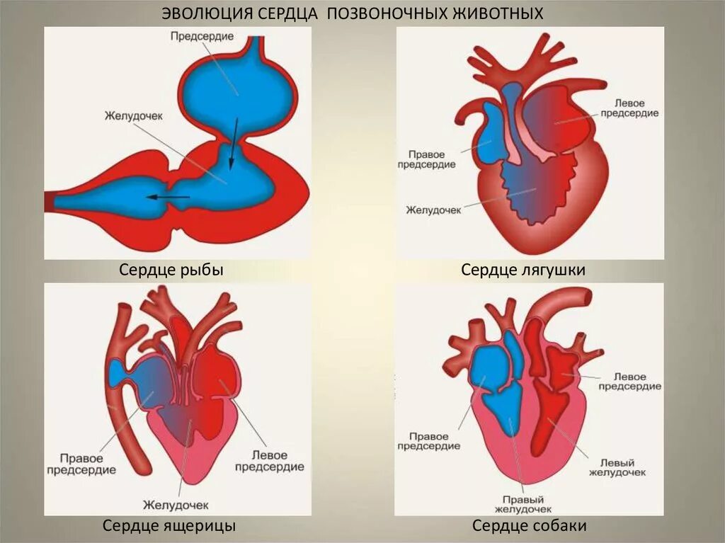 У каких хордовых двухкамерное сердце