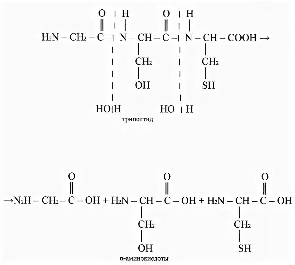 Гидролизу подвергаются полипептиды. Схема гидролиза белка. Гидролиз белков общая схема. Схема гидролиза трипептида. Гидролиз белков схема реакции.