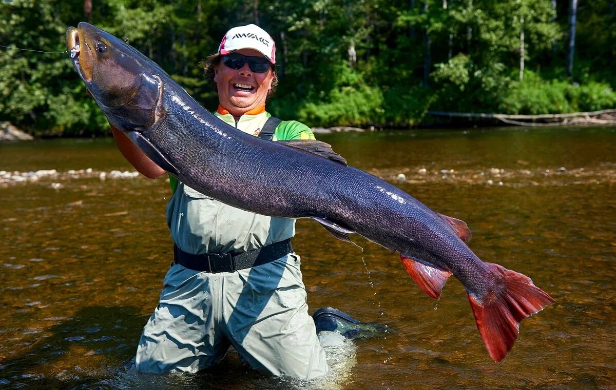 таймень. сибирский таймень рыба. малек тайменя. сибирский таймень рыба. обыкновенный таймень.