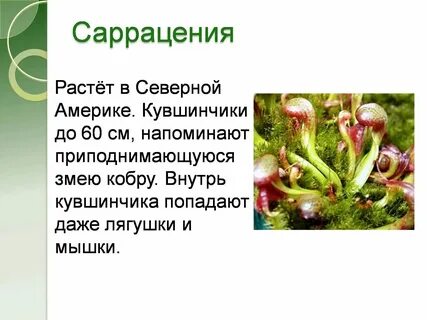 Проект по биологии 6 класс растения