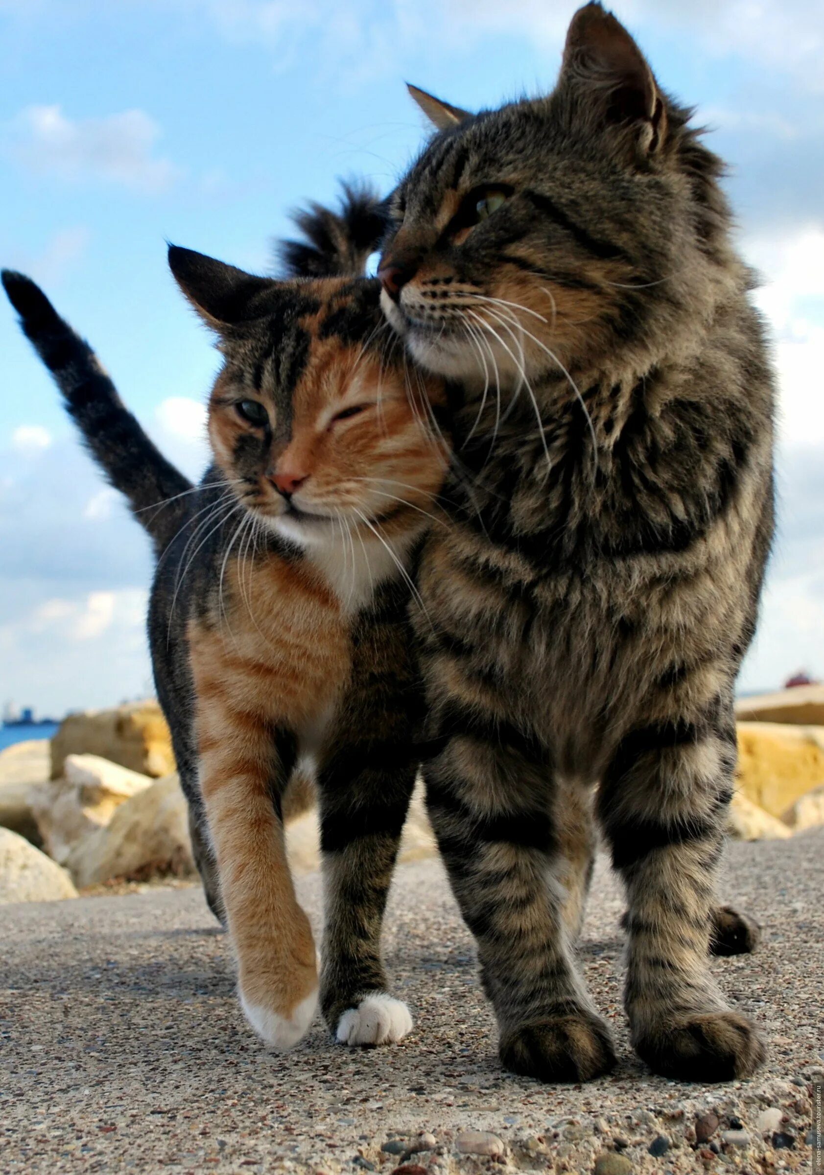 Кошки обнимашки. Коты любовь. Влюбленный кот. Коты обнимаются. Картинки с любящими котиками