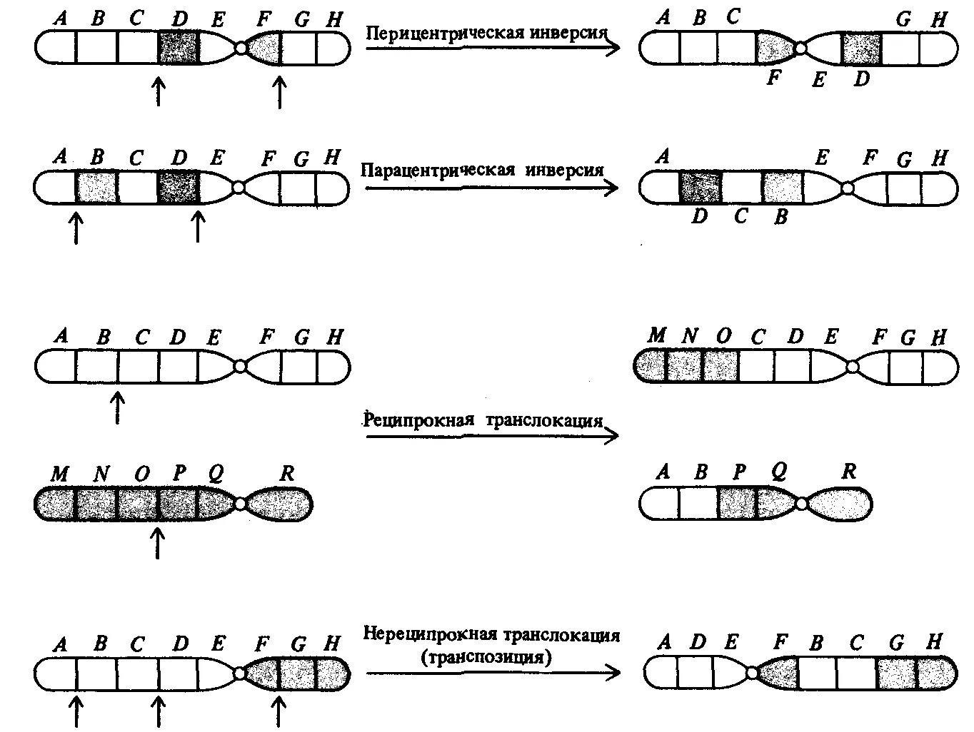 Транслокация хромосом схема. Хромосомные мутации делеция дупликация инверсия транслокация. Хромосомные мутации схема. Транслокация хромосом мутация. Хромосомные удвоение участка хромосомы