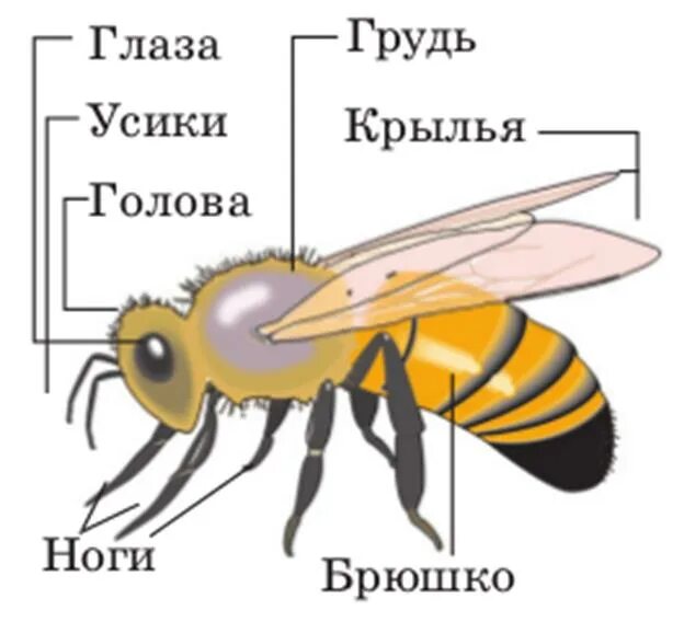 Отделы тела пчелы медоносной. Части тела насекомых. Пчела строение тела для детей. Строение пчелы. Строение тела насекомых.