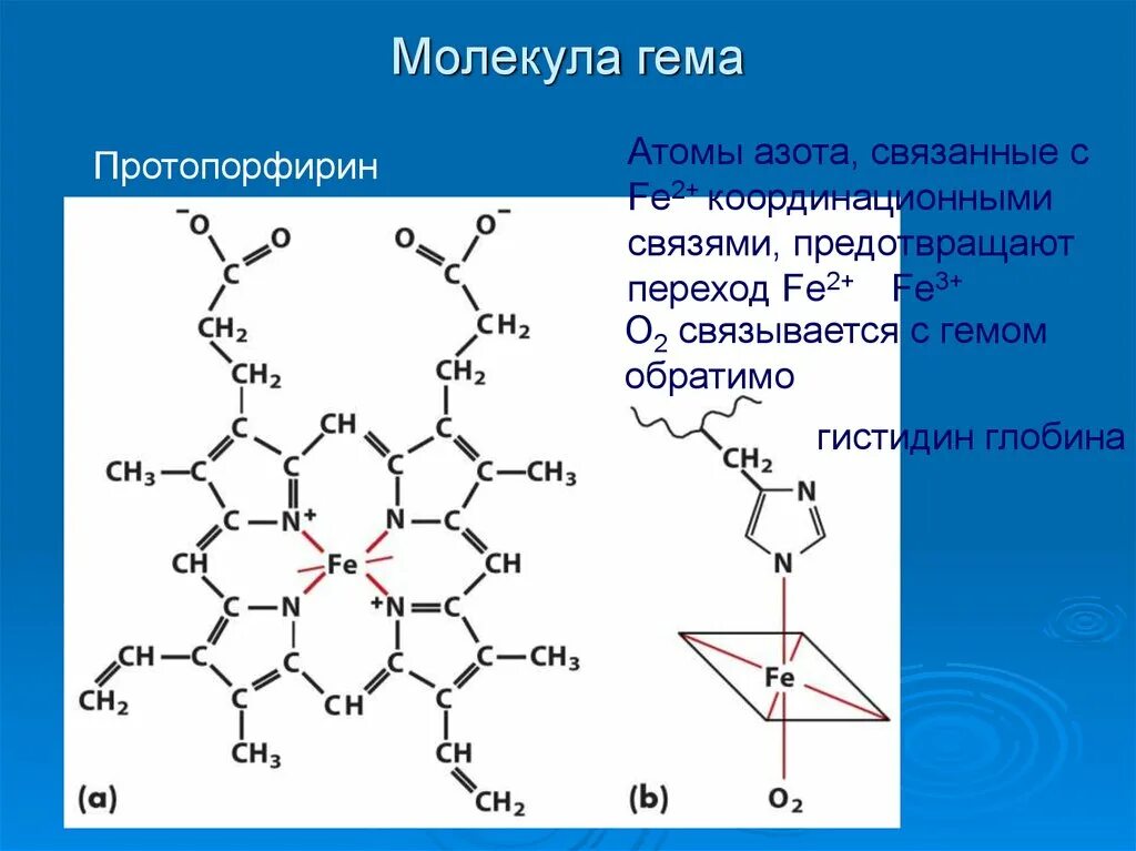 Строение гема молекулы гемоглобина. Структура гема. Химическая формула гема. Структурная формула гема.