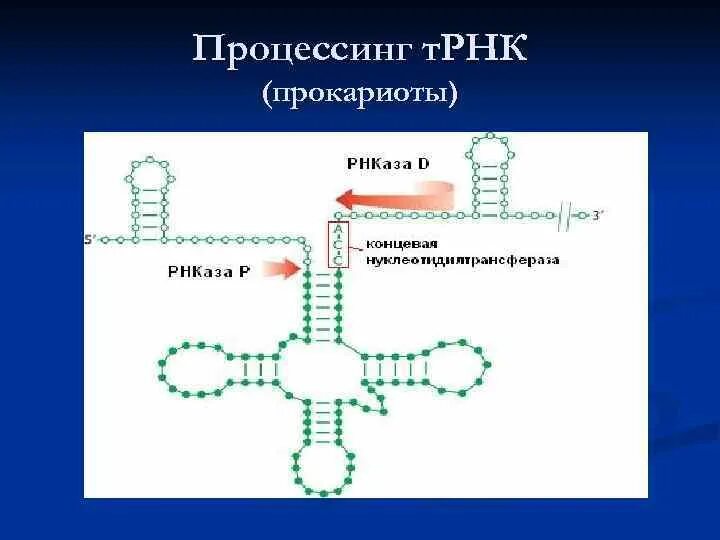 Схема процессинга РНК. Процессинг ТРНК И РРНК У эукариот. Процессинг предшественника транспортной РНК. Процессинг ТРНК И РРНК У прокариот. Процессинг синтез