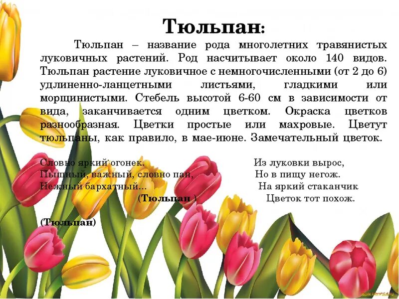 Тюльпан текс. Описание цветка тюльпана. Сообщение о тюльпане. Тюльпан описание растения. Описание цветов тюльпан.
