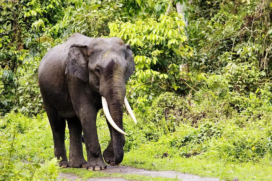 Индийские слоны живут. Азиатский индийский слон. Индийские слоны. Индийские слоны в природе. Elephas Maximus.