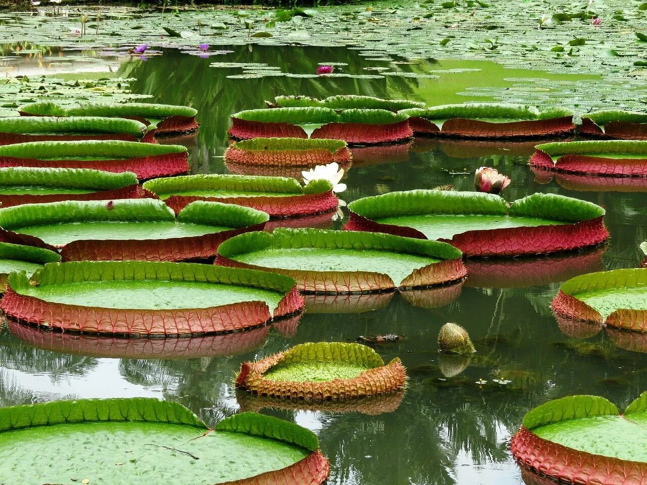 Большие листья на воде