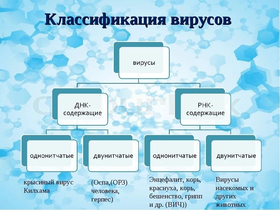 Как классифицируют вирусы