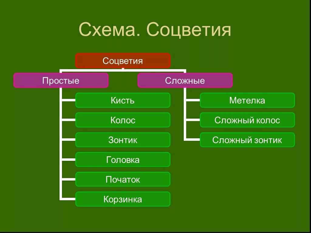 Лабораторная работа строение соцветий 6 класс биология. Соцветия 6 класс биология.