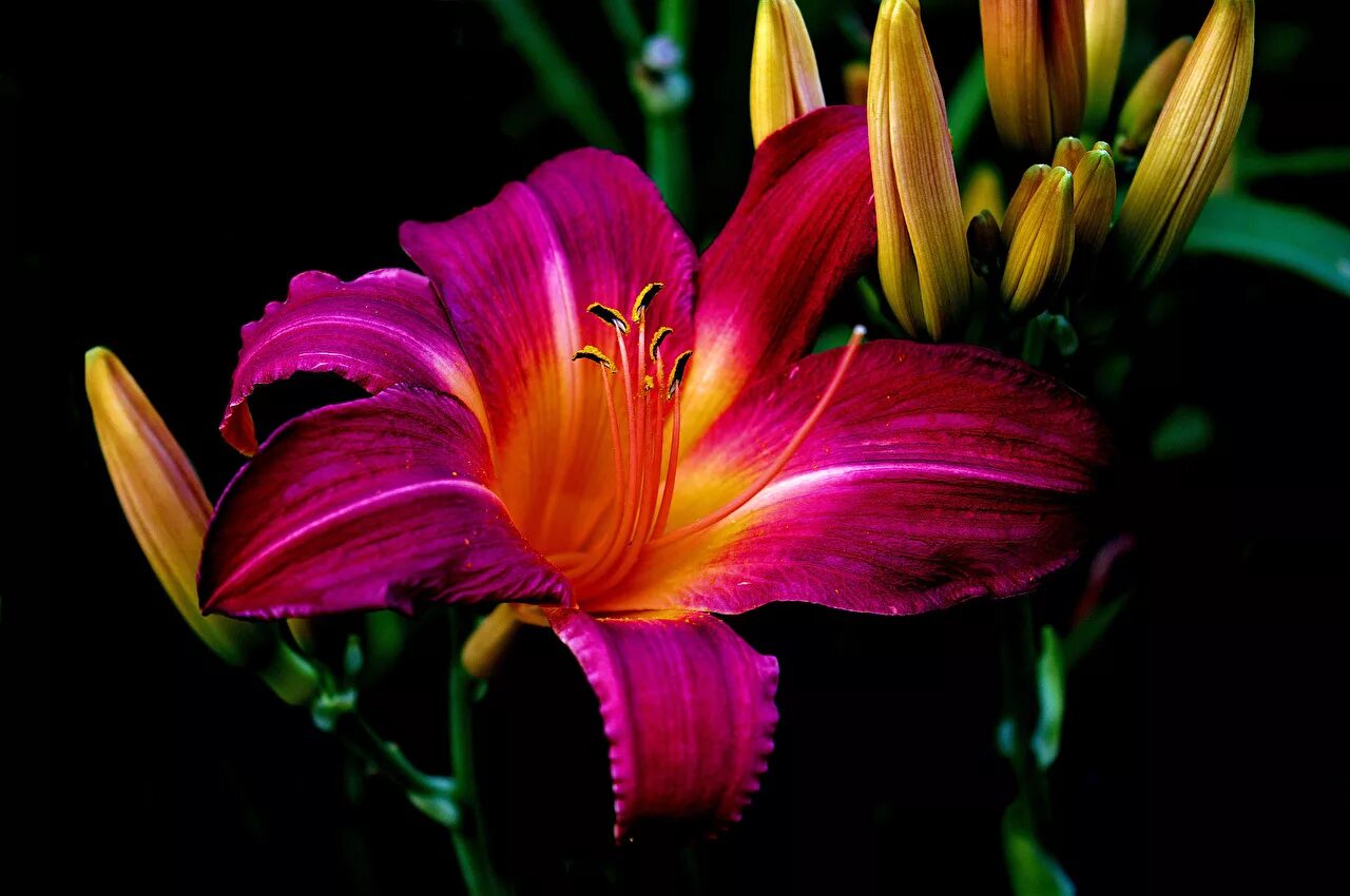 красивый цветок лилии фото. лилия эль диво ла-гибрид. лилия азиатская лаинхат. лилейное растение лилия. лилия лилии белгравия.