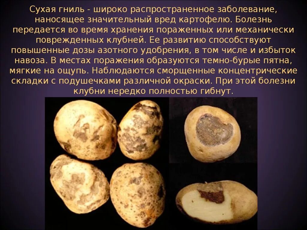 Почему картошка получается сухой