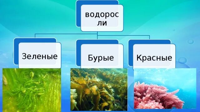 4 класса водорослей. Водоросли зеленые бурые красные. Водоросли зеленые бурые красные 6 класс биология. Водоросли 6 класс биология. Презентация по биологии 6 класс водоросли.