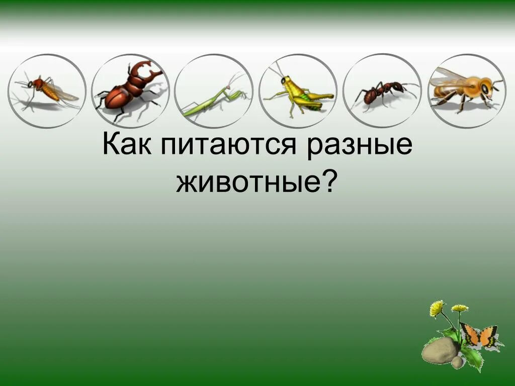 Как питался первый живой организм. Класс насекомые. Тема: класс насекомые.. Насекомые презентация. Тема урока насекомые.