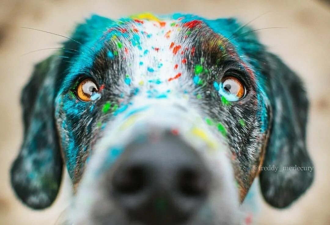 Painted dogs. Краски Холи собаки. Собака в красках Холли. Краска для собак. Фотосессия собак с красками Холи.