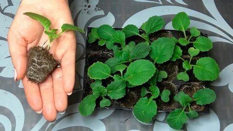 Как лучше посадить рассаду капусты