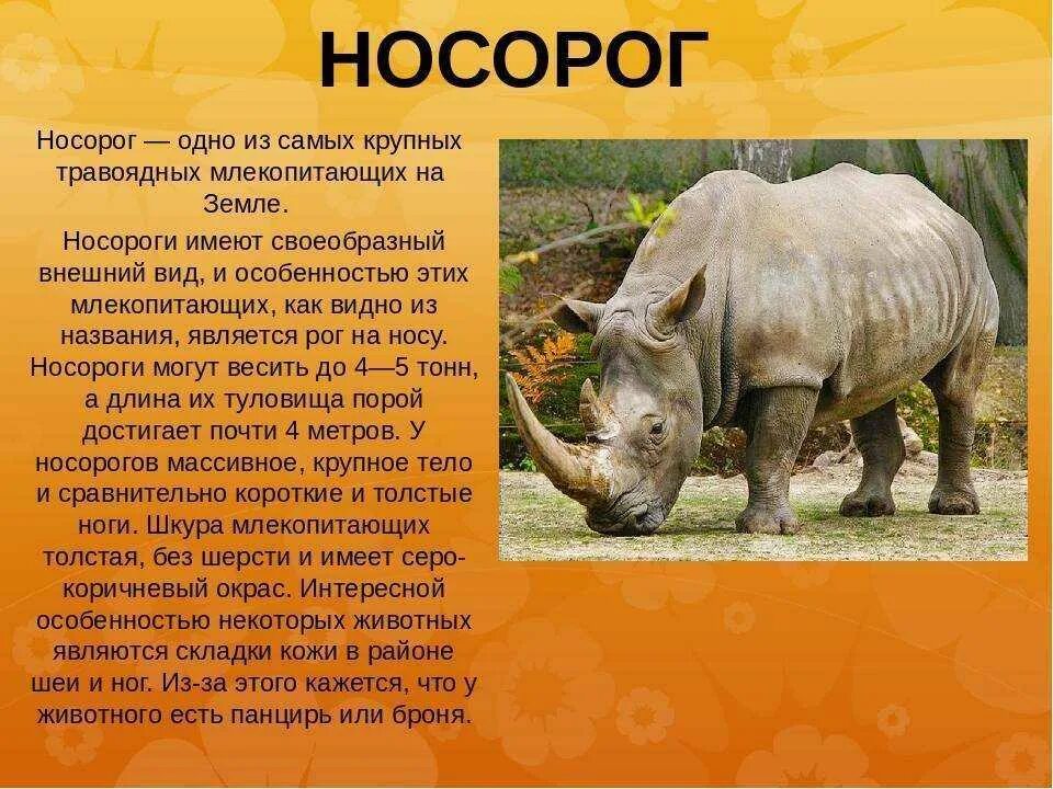 Название крупного млекопитающего. Носорог доклад. Сообщение о носороге. Носорог интересные факты. Информация о белом носороге.