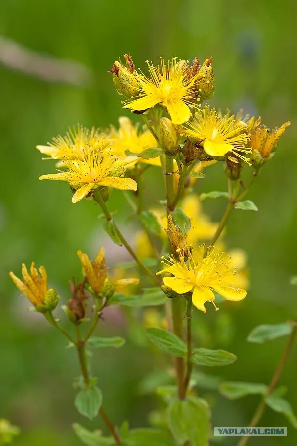 Зверобой валериана. Зверобой трёхграннолистный. Hypericum maculatum. Зверобой чашечковый. Соцветие зверобоя продырявленного.